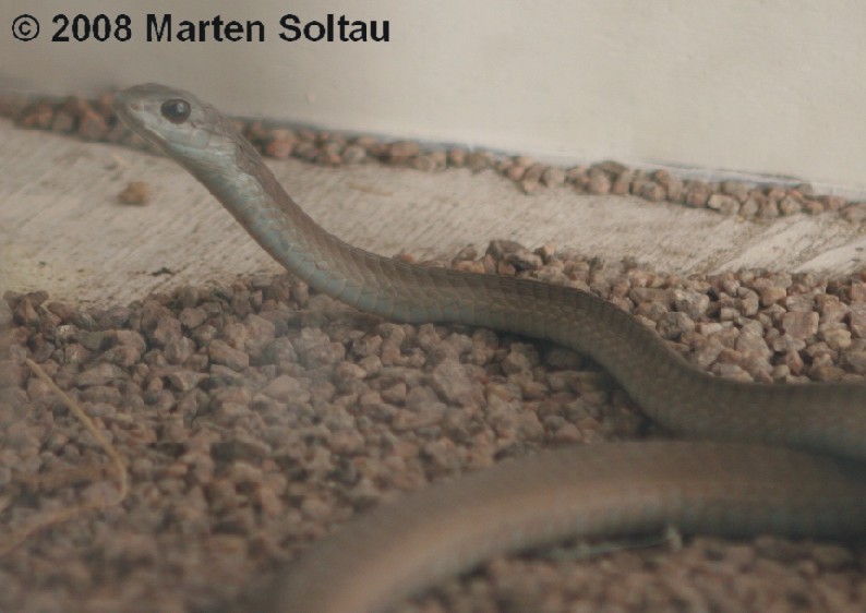 Dispholidus typus Bild08